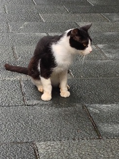 おはらい町通りの猫さん　1.jpg